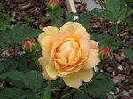 0605sweetg01.jpg