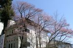 本館と桜.jpg