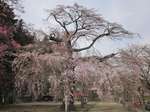 瑠璃寺の桜110411.jpg